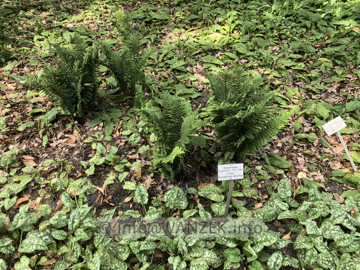 Dryopteris filix-mas Crispa.JPG